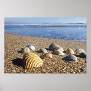 USA, Florida, Küstenmeeresmuscheln Poster