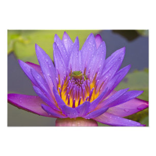 USA, Florida, Lake Kissimmee. Grüner Laubfrosch Fotodruck