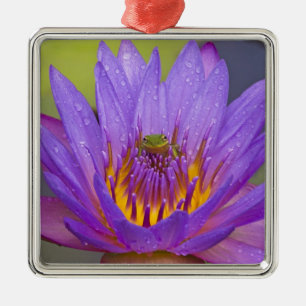 USA, Florida, Lake Kissimmee. Grüner Laubfrosch Ornament Aus Metall