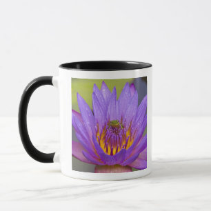 USA, Florida, Lake Kissimmee. Grüner Laubfrosch Tasse