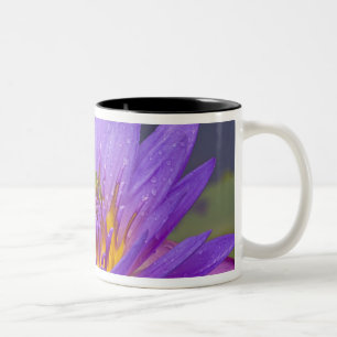 USA, Florida, Lake Kissimmee. Grüner Laubfrosch Zweifarbige Tasse