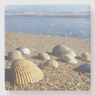 USA, Florida, Muscheln an der Küste Steinuntersetzer
