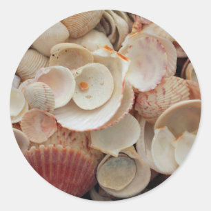 USA, Florida. Nahaufnahme von Muscheln auf Santa R Runder Aufkleber