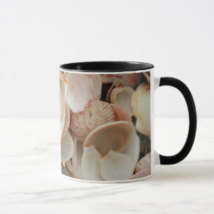 USA, Florida. Nahaufnahme von Muscheln auf Santa R Tasse
