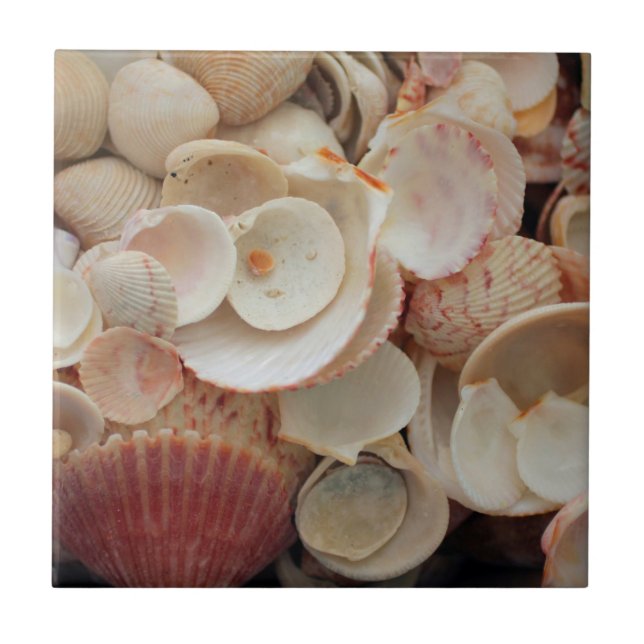 USA, Florida. Nahe Aufnahme von Muscheln in Santa  Fliese (Vorderseite)