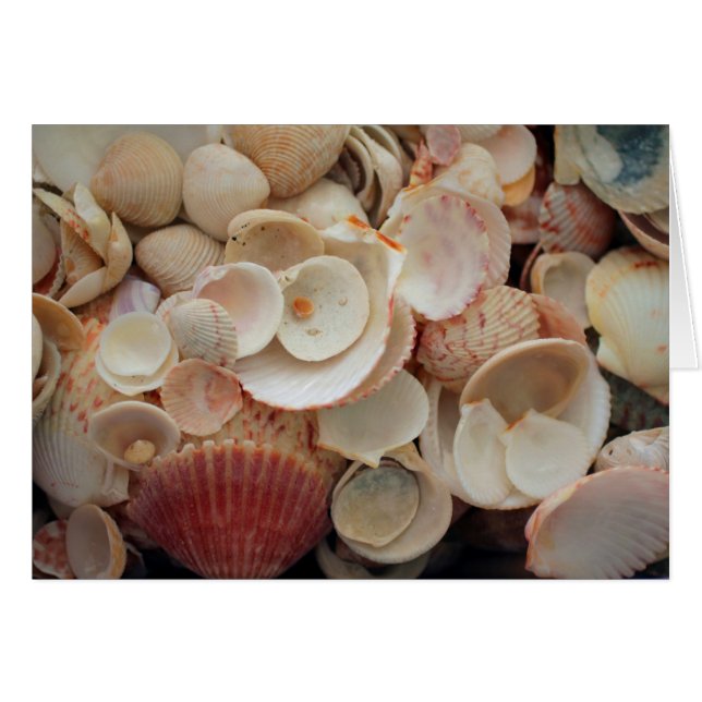 USA, Florida. Nahen Muscheln auf Santa Rosa (Vorderseite (Horizontal))