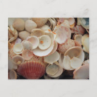 USA, Florida. Nahen Muscheln auf Santa Rosa