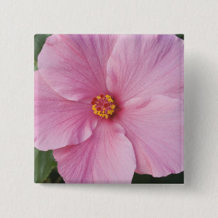 USA, Florida, Sanibel, Hibiskus Rose Button