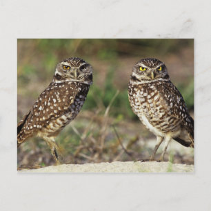 USA, Florida, Sanibel Island. Naher Postkarte