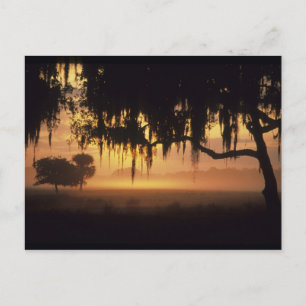 USA, Florida, See Kissimmee. Sunrise-Silhouette Postkarte