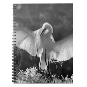 USA, Florida, Silberreiher (Ardea alba) Infrarot 2 Notizblock