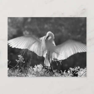 USA, Florida, Silberreiher (Ardea alba) Infrarot 2 Postkarte