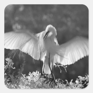 USA, Florida, Silberreiher (Ardea alba) Infrarot 2 Quadratischer Aufkleber