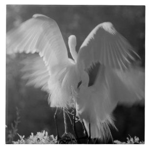 USA, Florida, Silberreiher (Ardea alba) Infrarot 3 Fliese