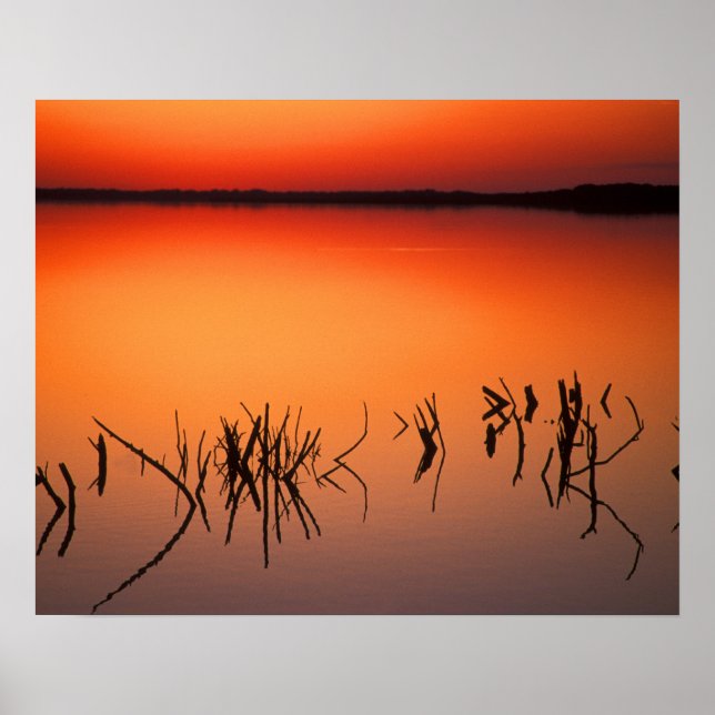 USA, Florida. Silhouetten toter Baumzweige Poster (Vorne)