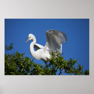 USA, Florida, St. Augustine, Egret Poster