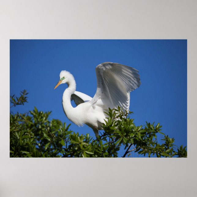 USA, Florida, St. Augustine, Egret Poster (Vorne)