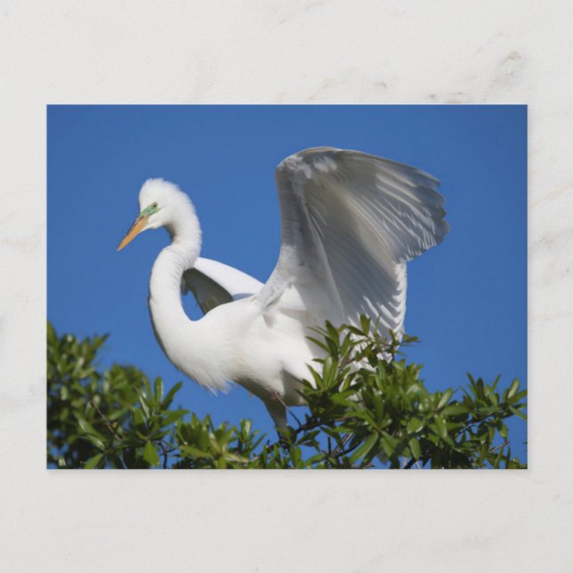 USA, Florida, St. Augustine, Silberreiher Postkarte (Vorderseite)