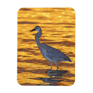 USA, Florida, St. Petersburg, Fort De Soto Park. Magnet