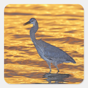 USA, Florida, St. Petersburg, Fort De Soto Park. Quadratischer Aufkleber