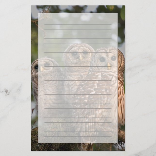 USA, Florida, Viera Wetlands. Drei geplagt Briefpapier (Vorderseite)