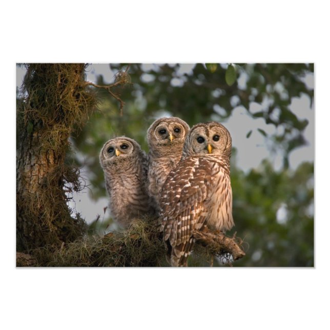 USA, Florida, Viera Wetlands. Drei geplagt Fotodruck (Vorne)