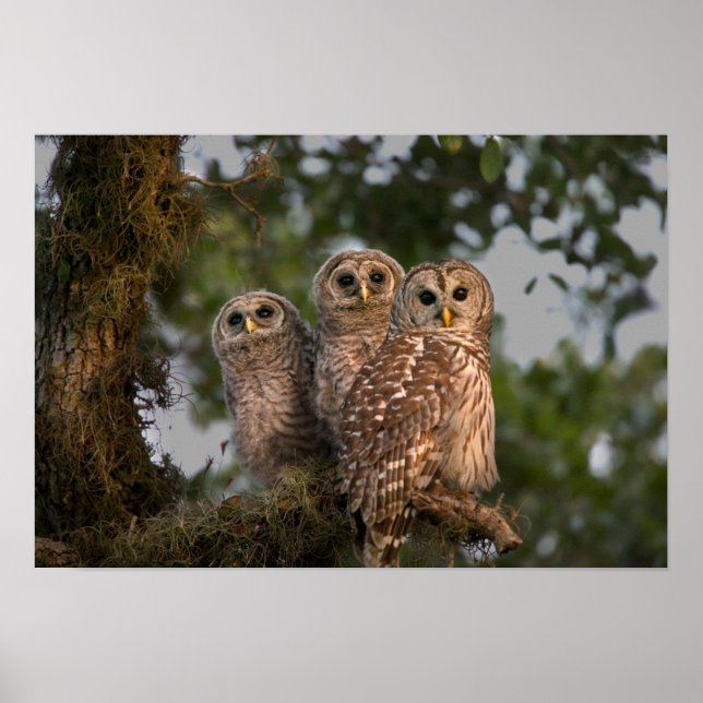 USA, Florida, Viera Wetlands. Drei geplagt Poster (Vorne)