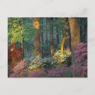 USA, Georgia, Callaway Gardens, Azaleenwald. Postkarte