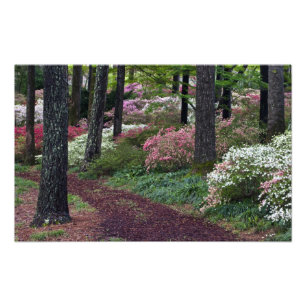 USA, Georgia, Callaway Gardens. Pfad Fotodruck
