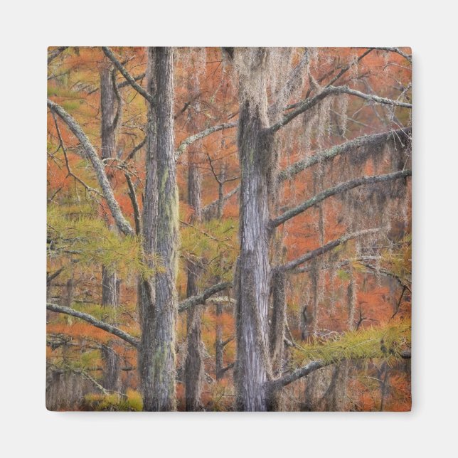 USA, Georgia, George Smith Staat Park, Cypress Magnet (Vorne)