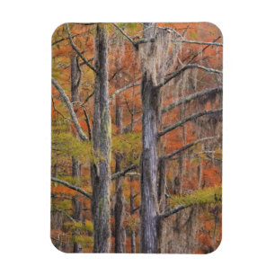 USA, Georgia, George Smith State Park, Zypresse Magnet
