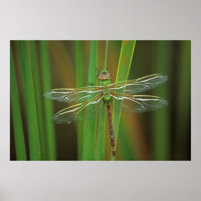 USA, Georgia. Green darner draquelly Poster (Vorne)