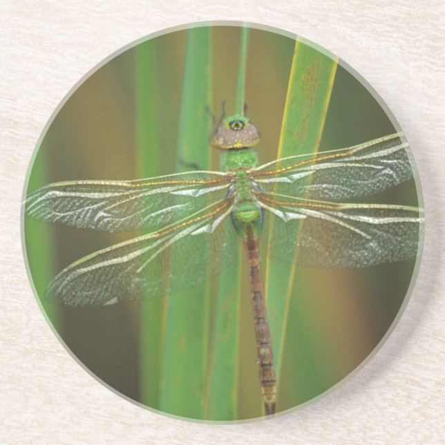 USA, Georgia. Green darner draquelly Untersetzer (Vorne)