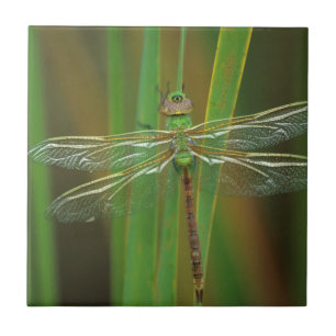 USA, Georgia. Grüne Darner Libelle auf Schilfrohr Fliese