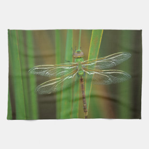 USA, Georgia. Grüne Darner Libelle auf Schilfrohr Handtuch