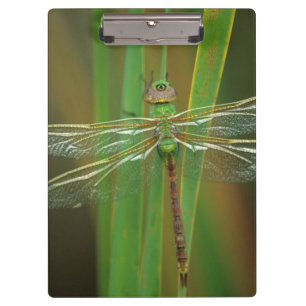 USA, Georgia. Grüne Darner-Libelle auf Schilfrohr Klemmbrett