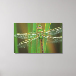 USA, Georgia. Grüne Darner-Libelle auf Schilfrohr Leinwanddruck