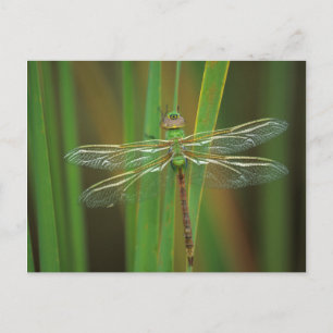 USA, Georgia. Grüne Darner-Libelle auf Schilfrohr Postkarte