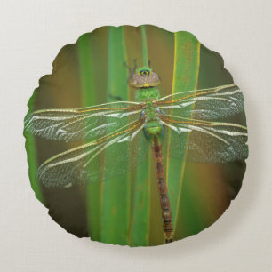 USA, Georgia. Grüne Darner Libelle auf Schilfrohr Rundes Kissen