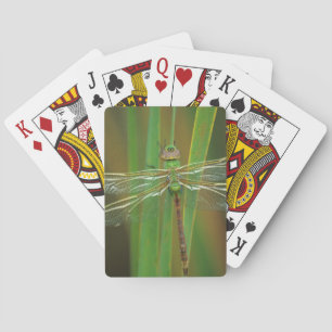 USA, Georgia. Grüne Darner Libelle auf Schilfrohr Spielkarten