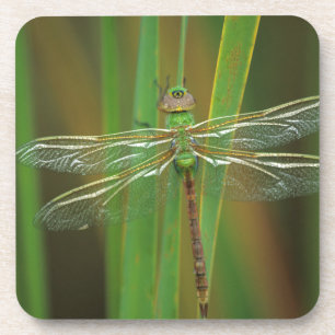 USA, Georgia. Grüne Darner Libelle auf Schilfrohr Untersetzer