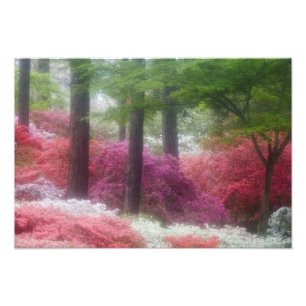 USA; Georgia; Pine Mountain. Azaleen bei Fotodruck