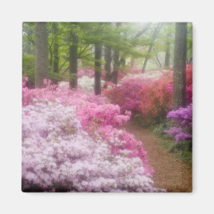 USA; Georgia; Pine Mountain. Azaleen bei Magnet