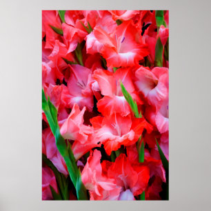 USA, Georgia, Savannah, Bouquet Of Gladiolus Poster