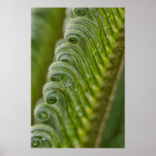 USA, Georgia, Savannah, Close-Up Of New Fronds Poster