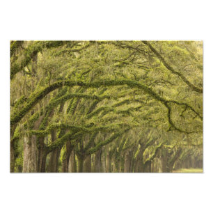 USA; Georgia; Savannah. Eichen mit Fotodruck