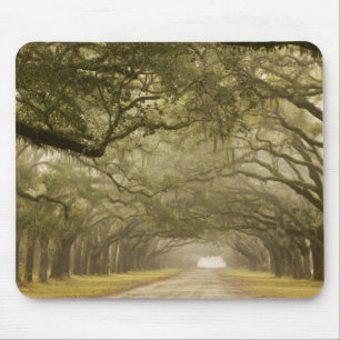 USA, Georgia, Savannah, Eine mit Eichen gesäumte A Mousepad