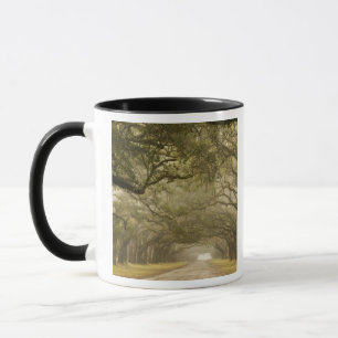 USA, Georgia, Savannah, Eine mit Eichen gesäumte A Tasse