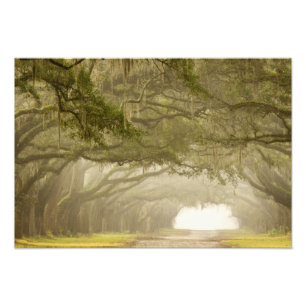 USA, Georgia, Savannah, Eine von Eichen gesäumte A Fotodruck
