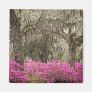 USA, Georgia, Savannah, Frühling bei Historic Magnet